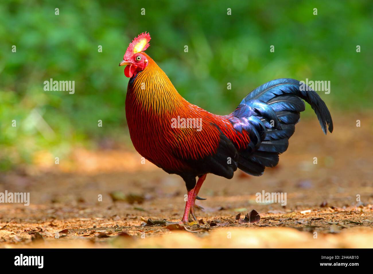 An adult male Sri Lanka Junglefowl (Gallus lafayettii) feeding on a
