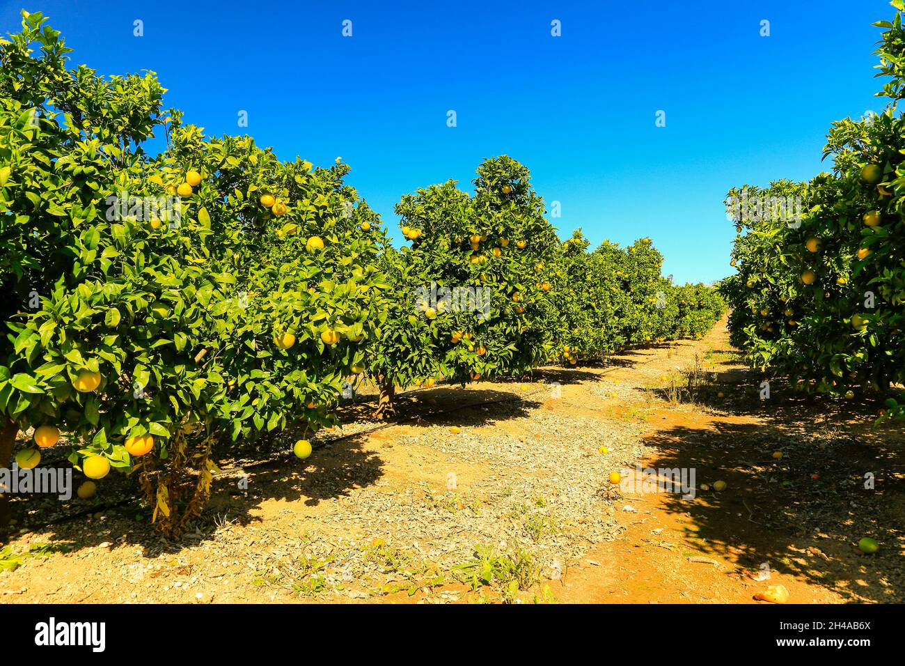 Spanish orange grove, near Valencia, Spain Stock Photo Alamy