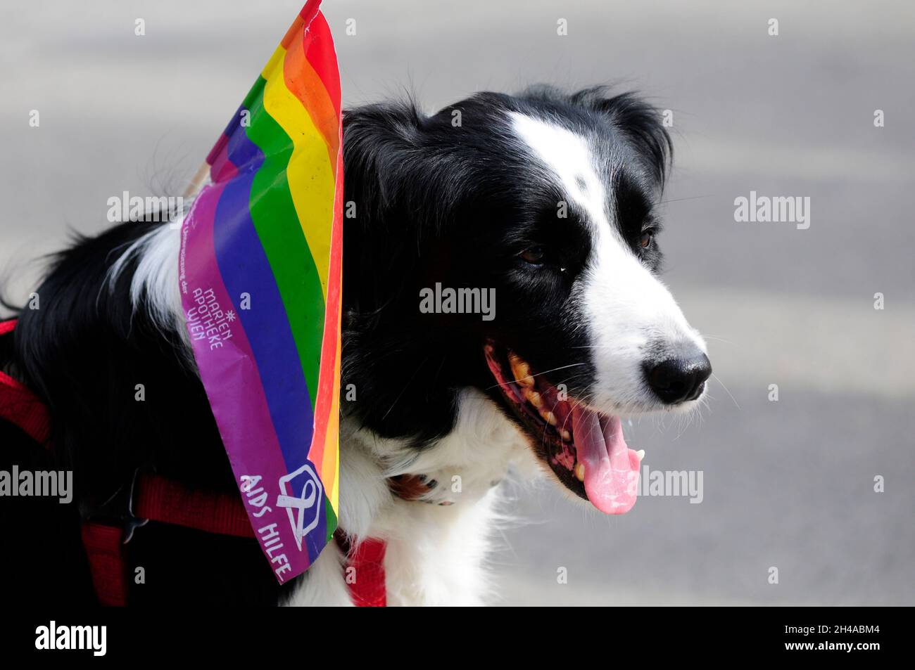 Vienna, Austria. June 20, 2015.  Rainbow parade 2015 in Vienna. Dog with rainbow flag Stock Photo