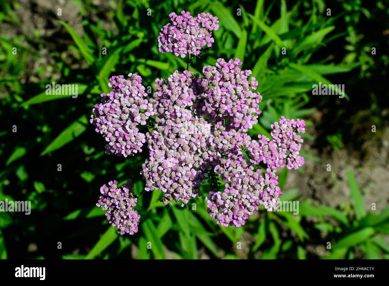 Close up of beautiful vivid pink magenta flowers of Achillea millefolium plant, commonly known as yarrow, in a garden in a sunny summer day Stock Photo