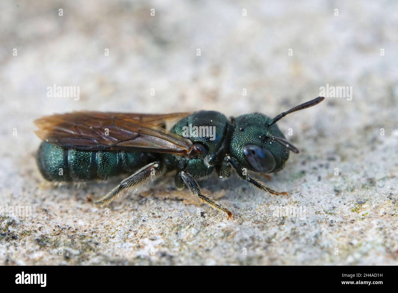 Detailed closeup on a female little blue carpenter bee, Ceratina cyanea Stock Photo