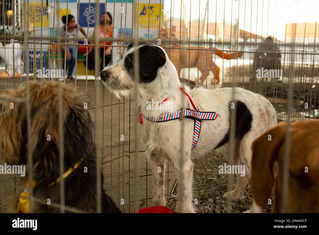 Animal shelter dogs hi-res stock photography and images - Alamy Animal shelter dogs hi-res stock photography and images - Alamy