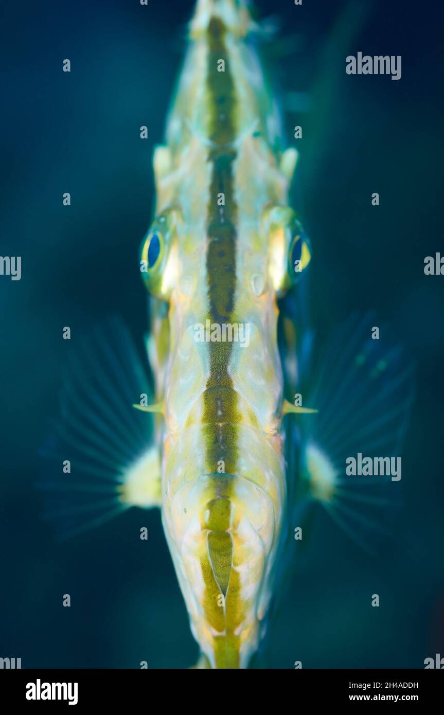 Underwater front portrait of a John Dory (Zeus faber) fish in Mediterranean Sea (Ses Salines Natural Park, Formentera, Balearic Islands, Spain) Stock Photo