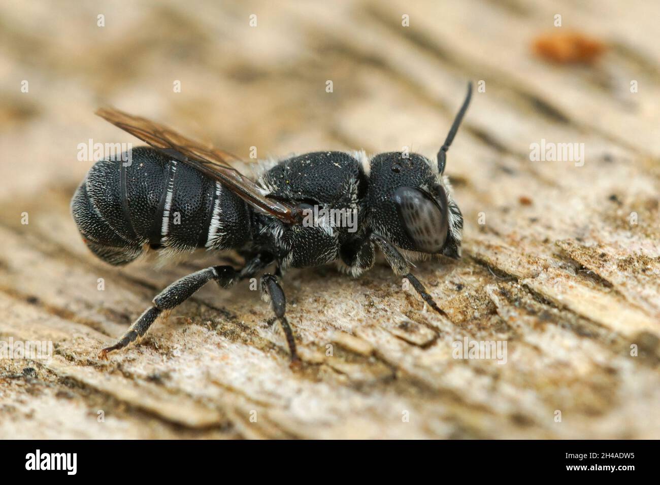 Closeup of a male small resin bee, Heriades crenulatus in the Stock Photo
