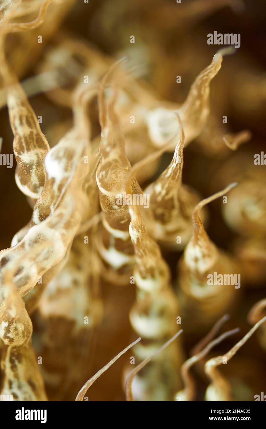 Underwater closeup of the tentacles of a trumpet anemone (Aiptasia mutabilis) in Ses Salines Natural Park (Formentera, Mediterranean sea, Spain) Stock Photo