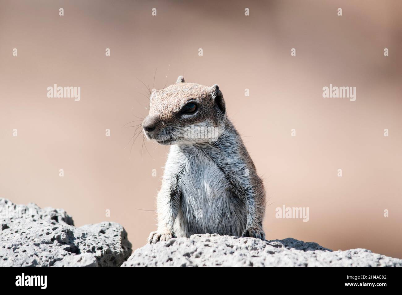 Moorish squirrel looking for something to eat Stock Photo