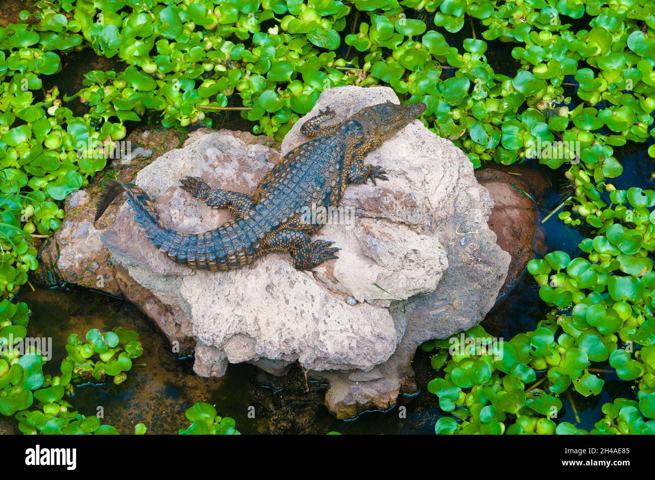 dangerous crocodile resting in the sun Stock Photo - Alamy