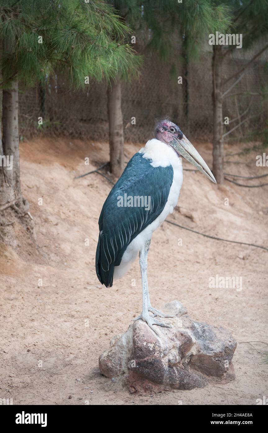 African marabu perched on a rock Stock Photo