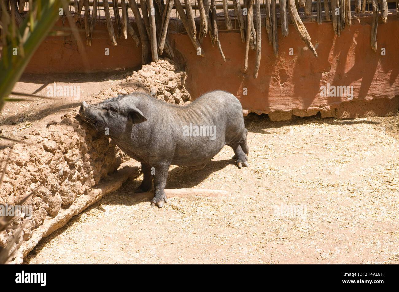 Pig story hires stock photography and images Alamy