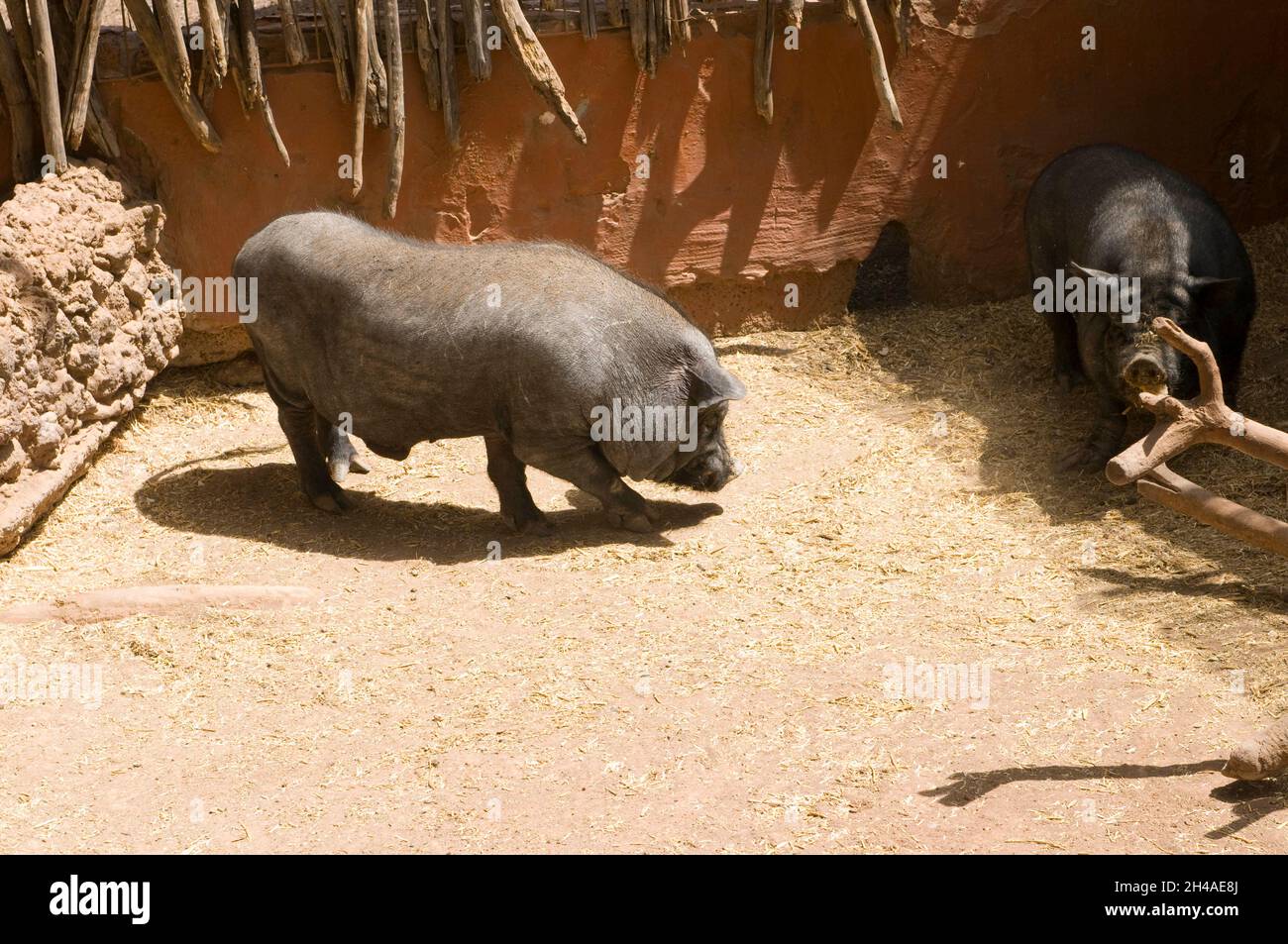 black breed pig in a fence Stock Photo Alamy
