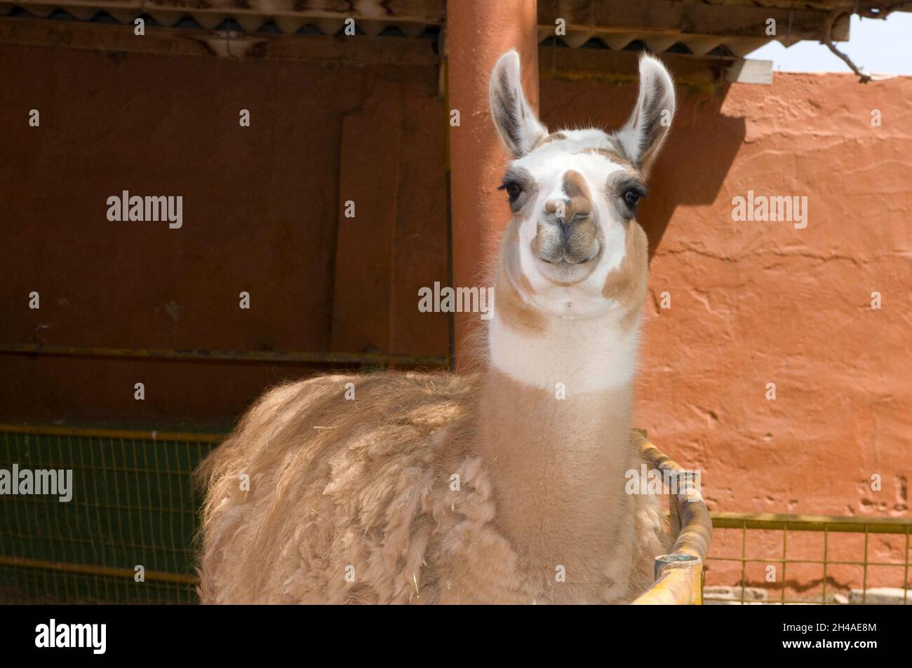 Peruvian llama in a fence in the highlands Stock Photo