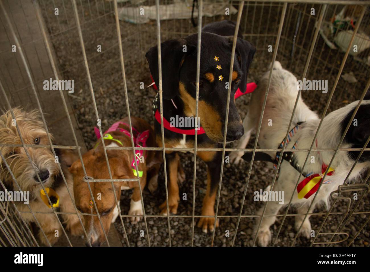 Animal Adoption Fair. Some dogs inside the pen at the adoption fair. Event  organized by a homeless animal shelter Stock Photo - Alamy