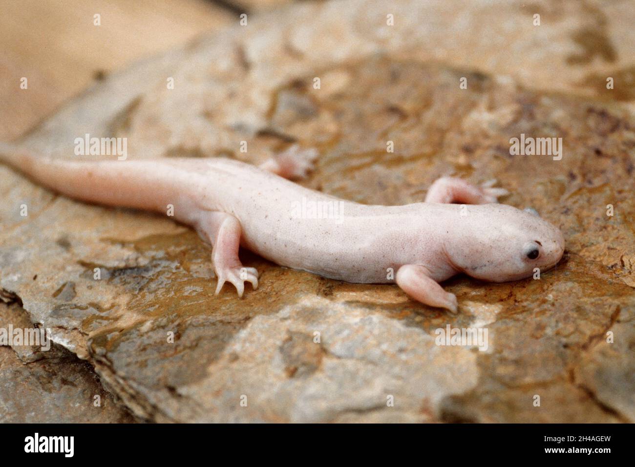 A white and metamorphosed Mexican achoque , Ambystoma Stock Photo