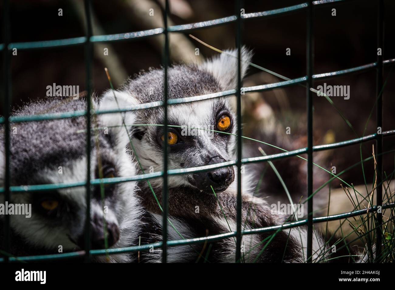 Visual Reference: Lemurs In Cage Hi Res Stock Photography And Images