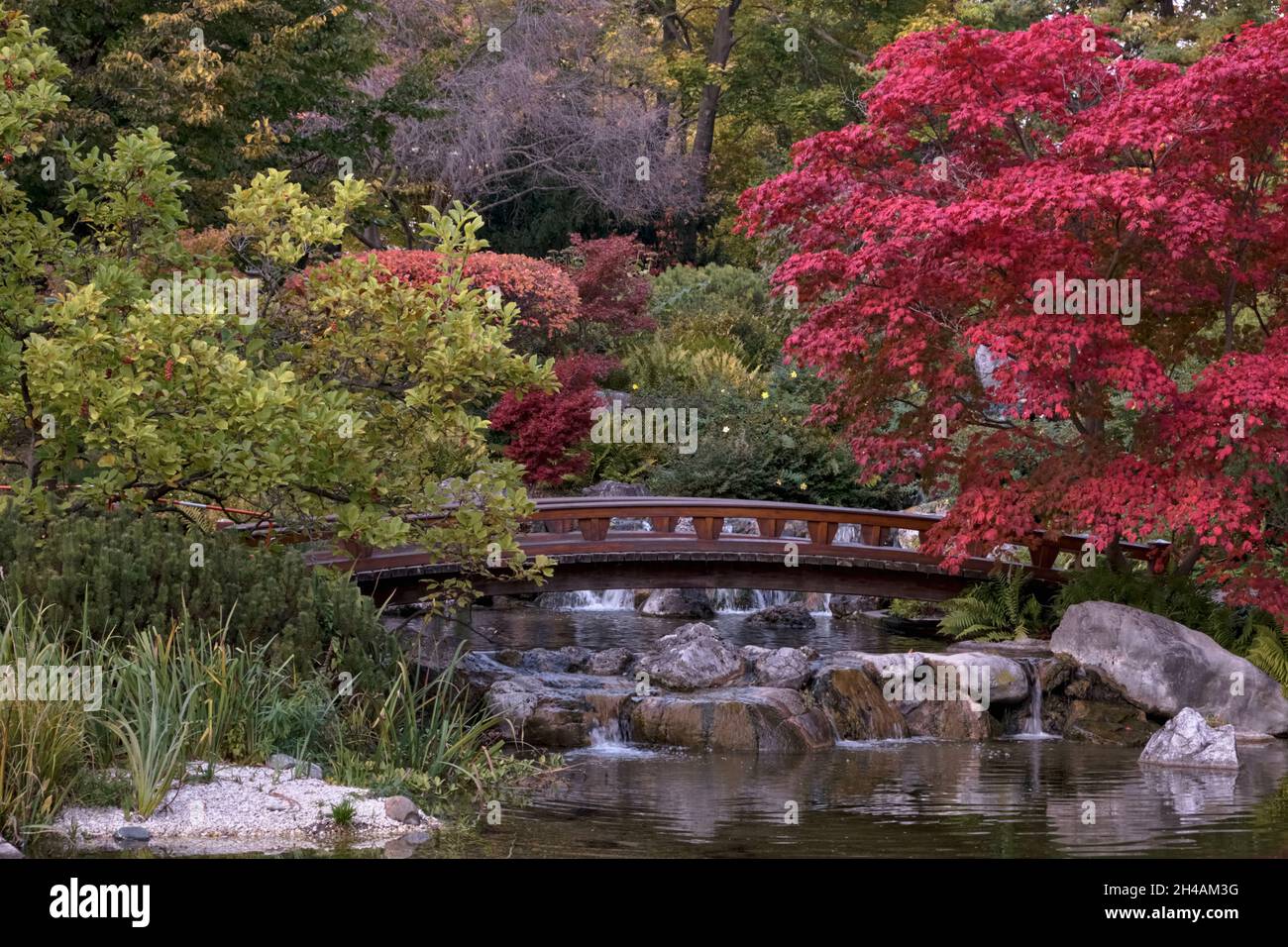 View of a bridge and a Japonese maple tree in late autumn in a classical japonese park in Vienna, Austria (Setagaya Park) Stock Photo