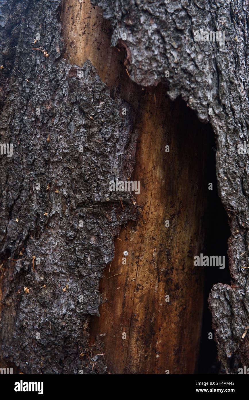 The trunk of an old pine tree eaten by bark beetles and termites close