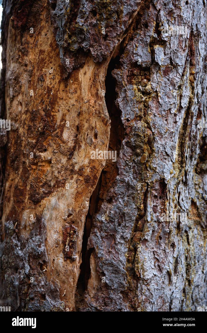 Amber resin tree hi-res stock photography and images - Alamy