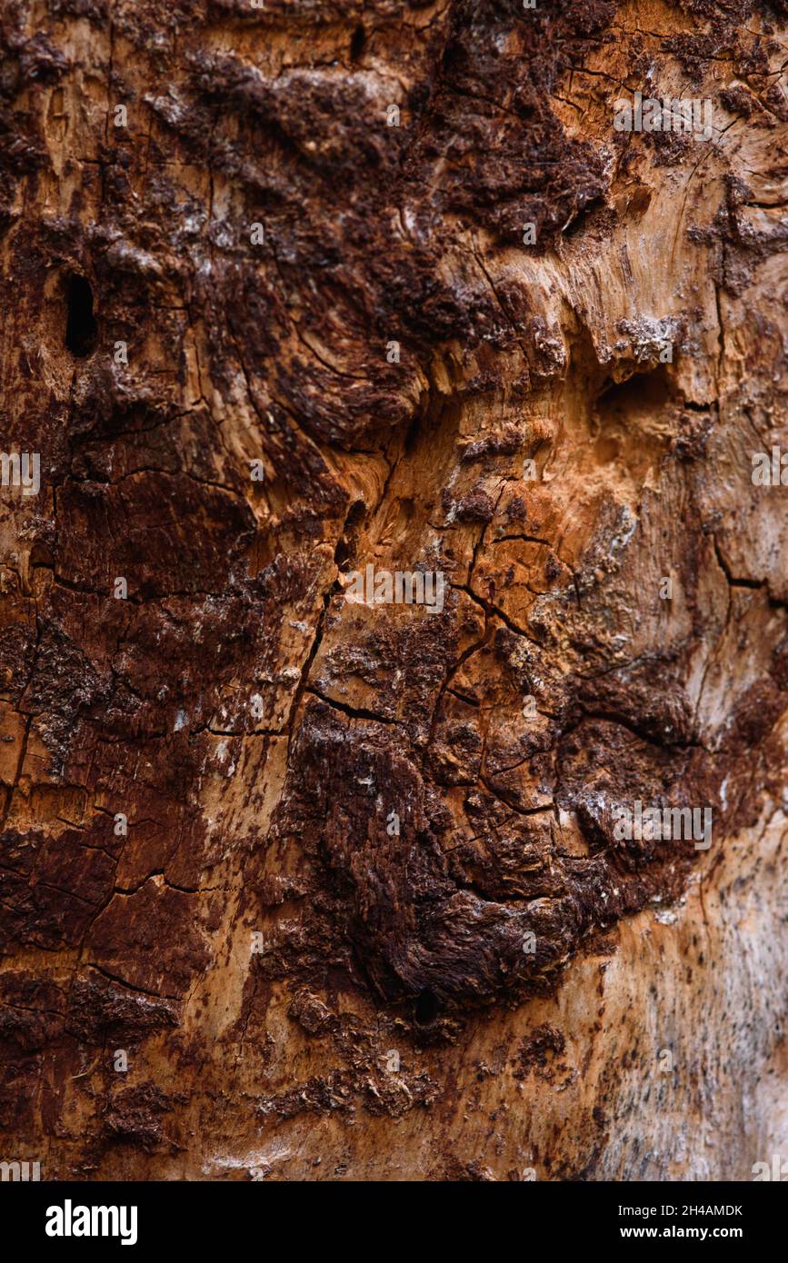 The trunk of an old pine tree eaten by bark beetles and termites close