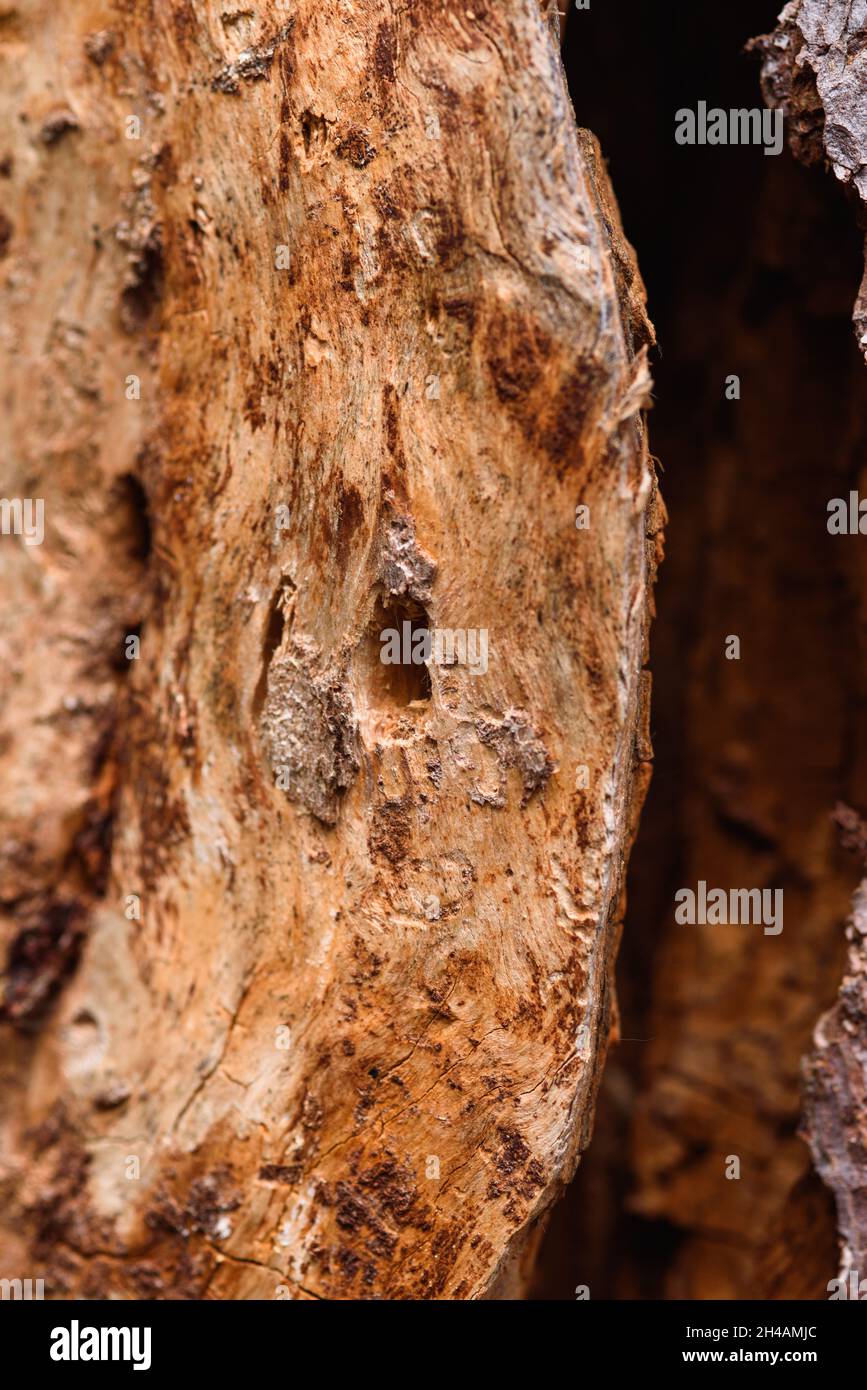 The trunk of an old pine tree eaten by bark beetles and termites close