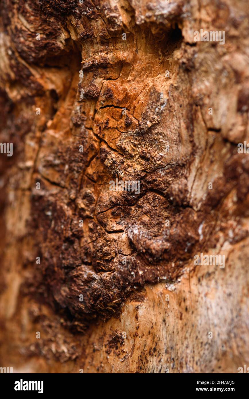 The trunk of an old pine tree eaten by bark beetles and termites close