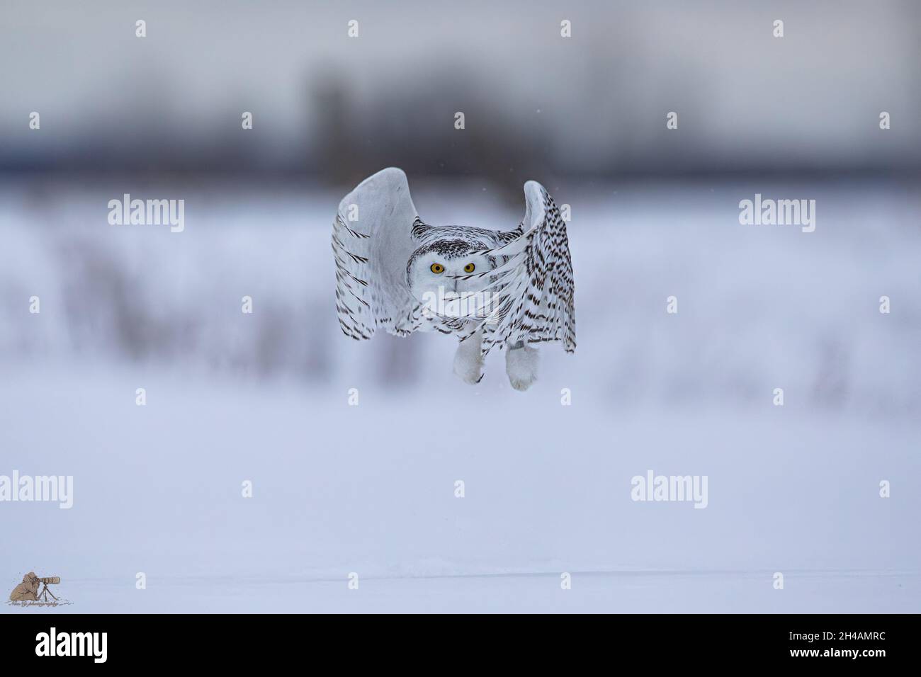 Beautiful shot of an owl in motion in winter Stock Photo - Alamy