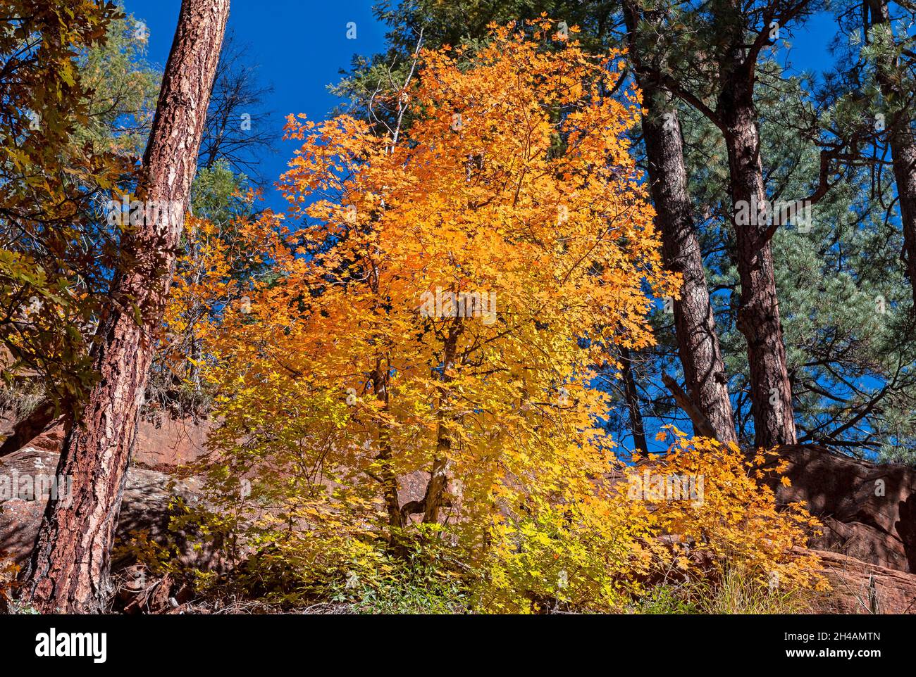 Vibrant Fall Colors In Sedona AZ Stock Photo Alamy