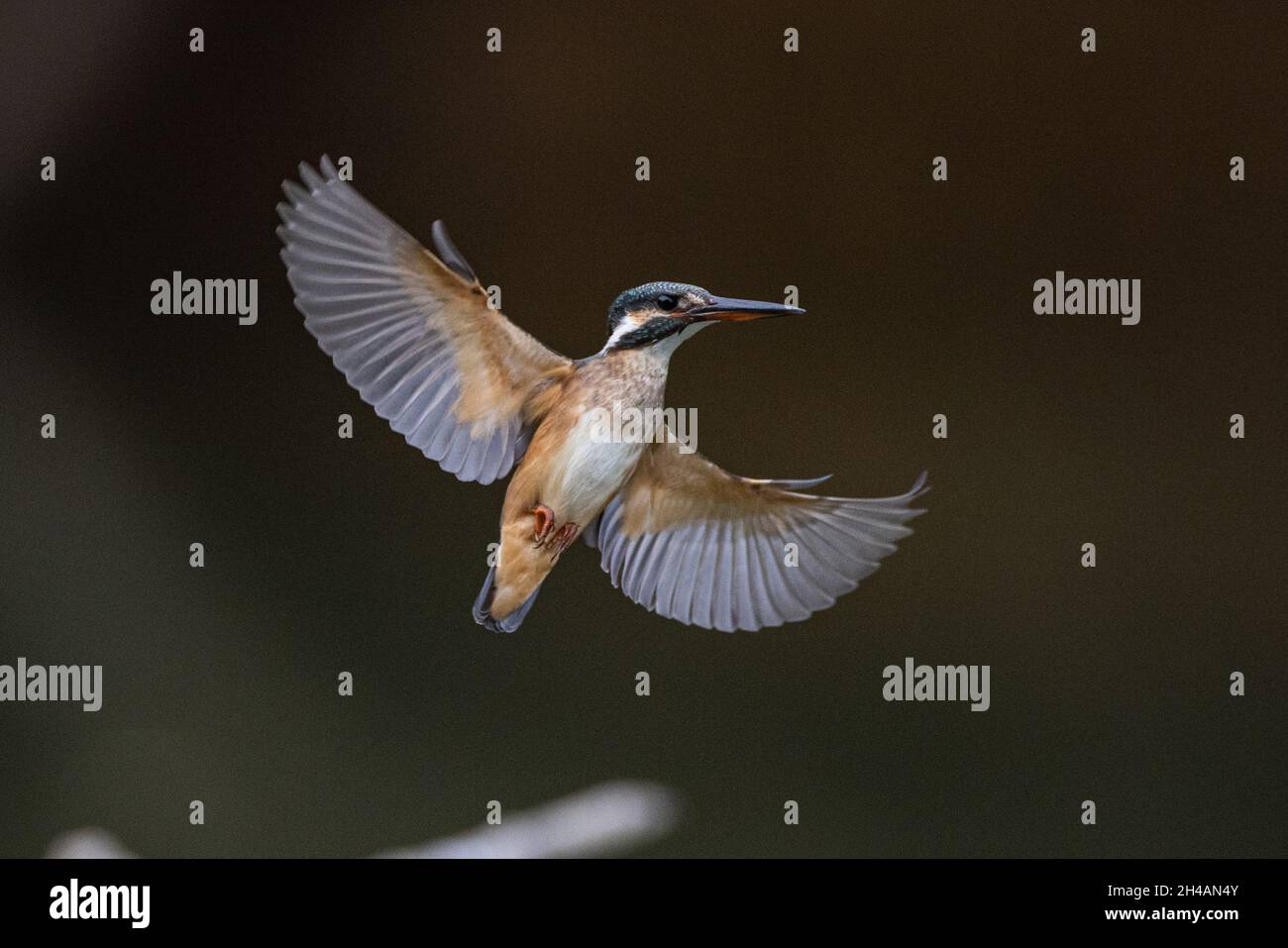 Beautiful shot of a kingfisher in motion with blurred background Stock Photo