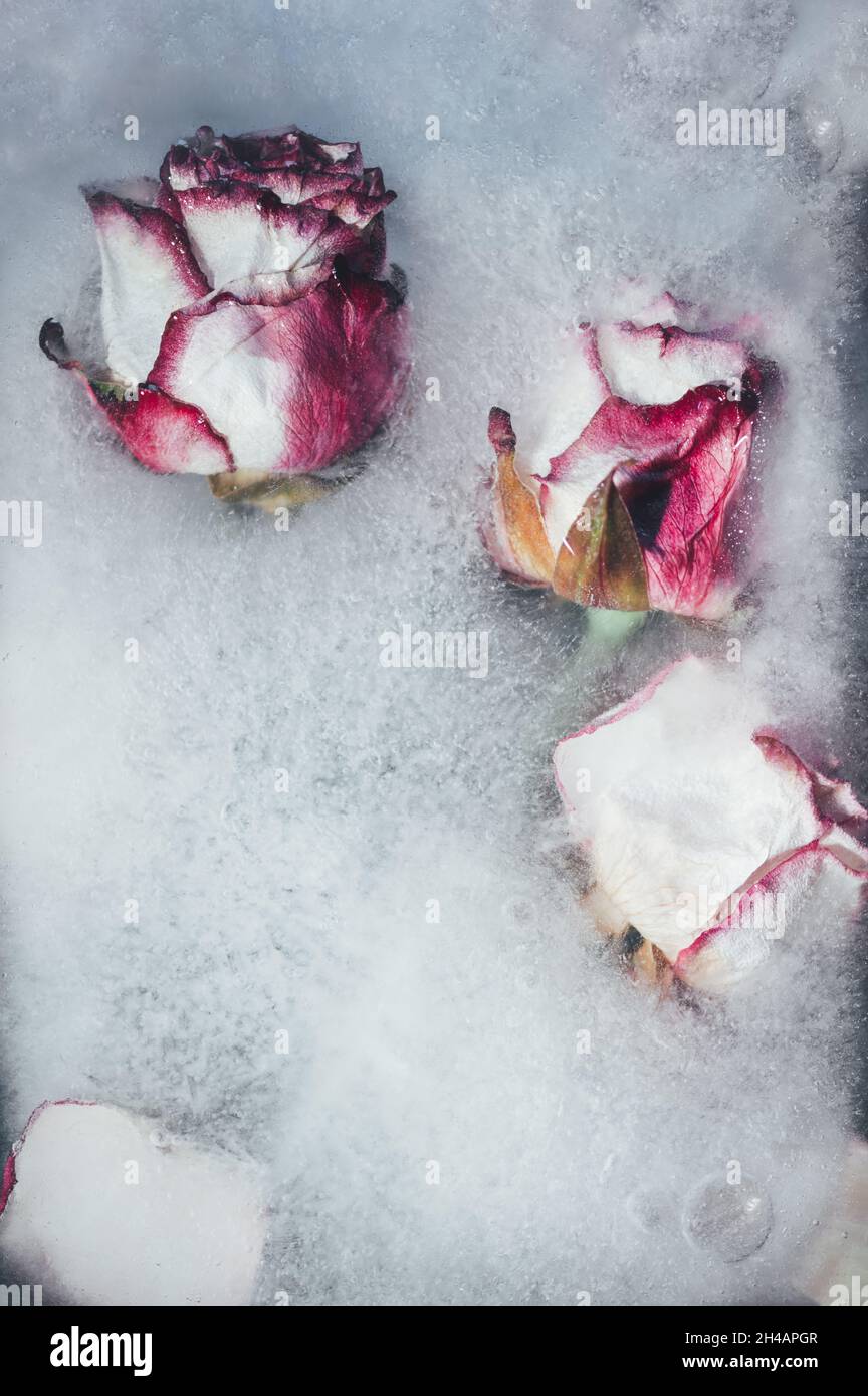 Frozen Roses in Ice Stock Photo - Alamy
