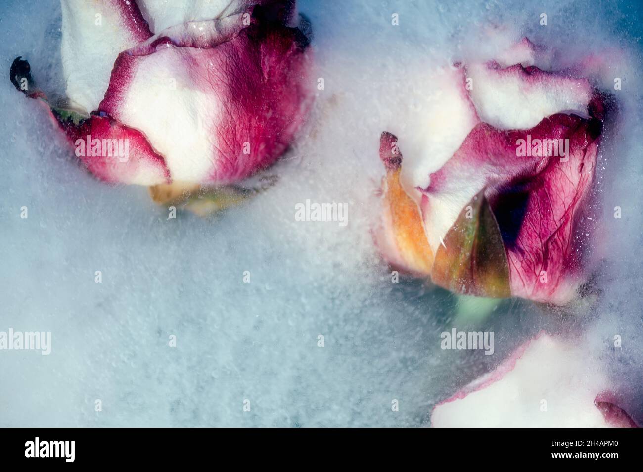 Frozen Roses in Ice Stock Photo Alamy