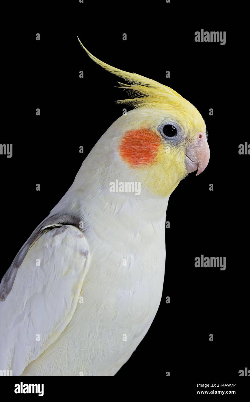 Close up view of a beautiful male pearl cockatiel with relaxed crest set against a plain dark background. Stock Photo