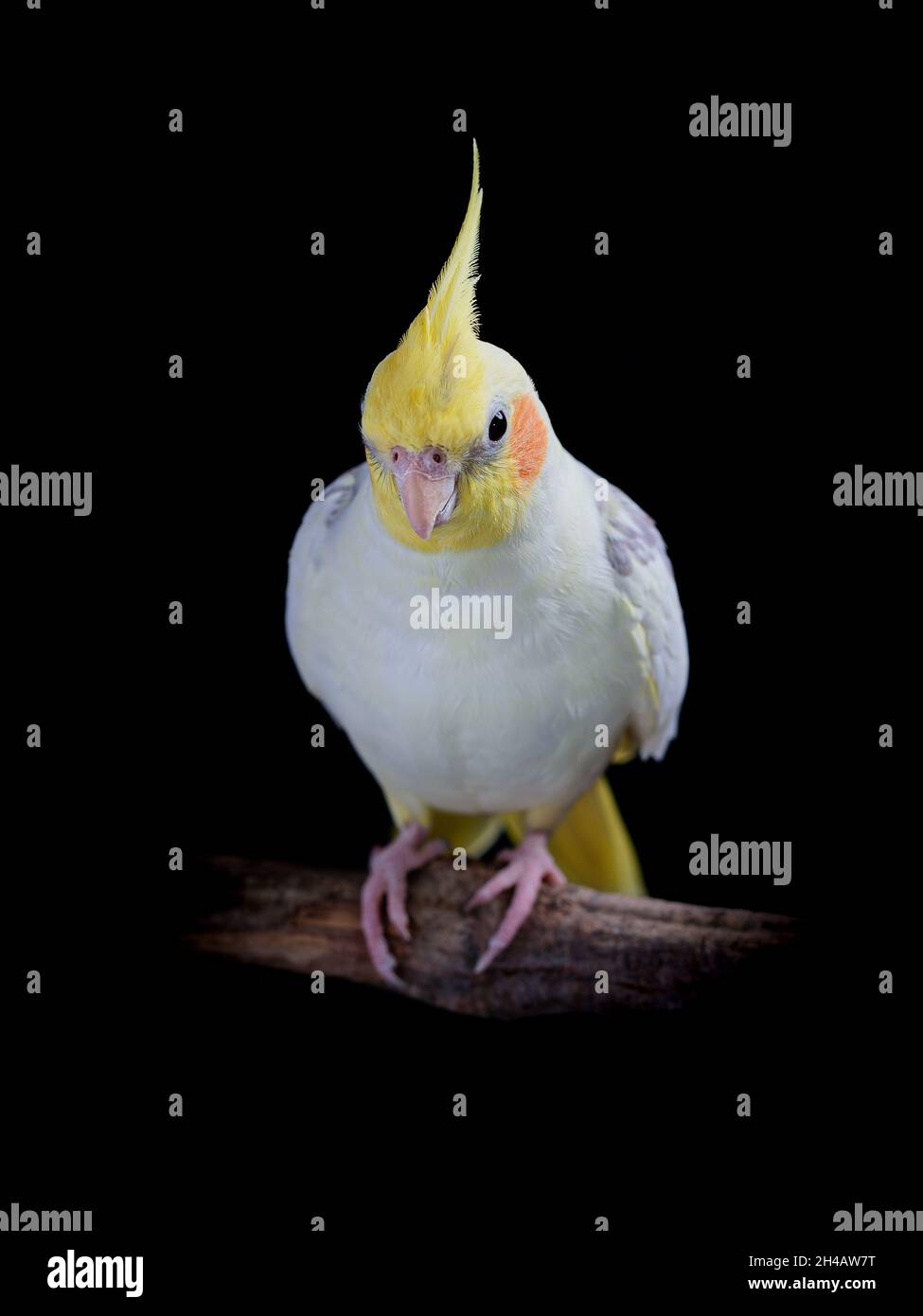 Pretty pearl pied cockatiel facing the camera whilst perched on a branch with a plain black background Stock Photo