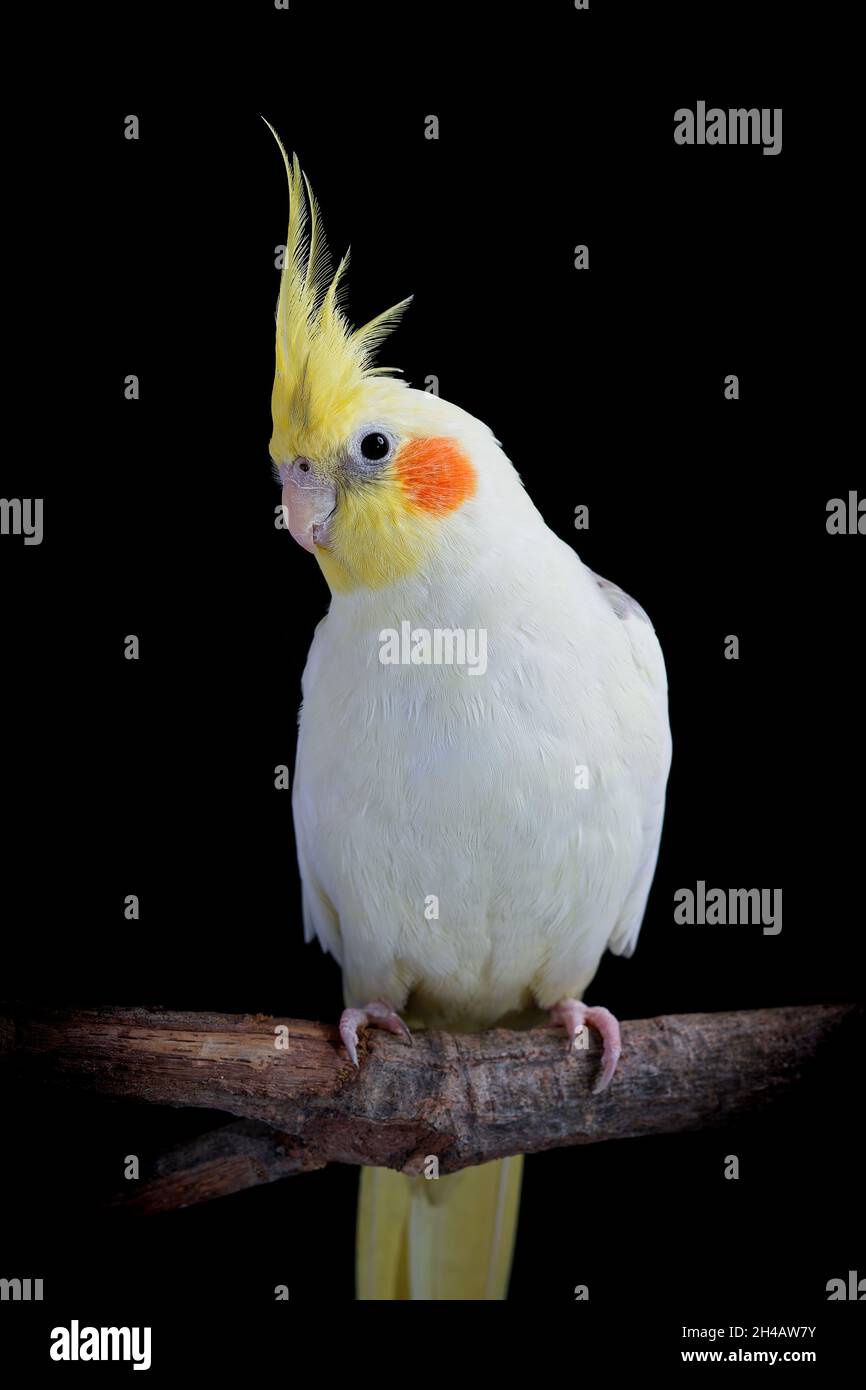 A pearl cockatiel with large yellow crest photographed on a branch with a plain black background. Stock Photo