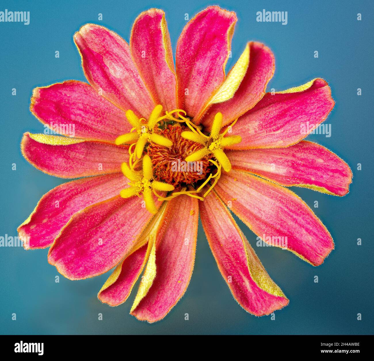Macro view of center of pink zinnia flower, showing three 5-lobed disk florets and smaller and thinner stigma ray florets beneath them. Stock Photo