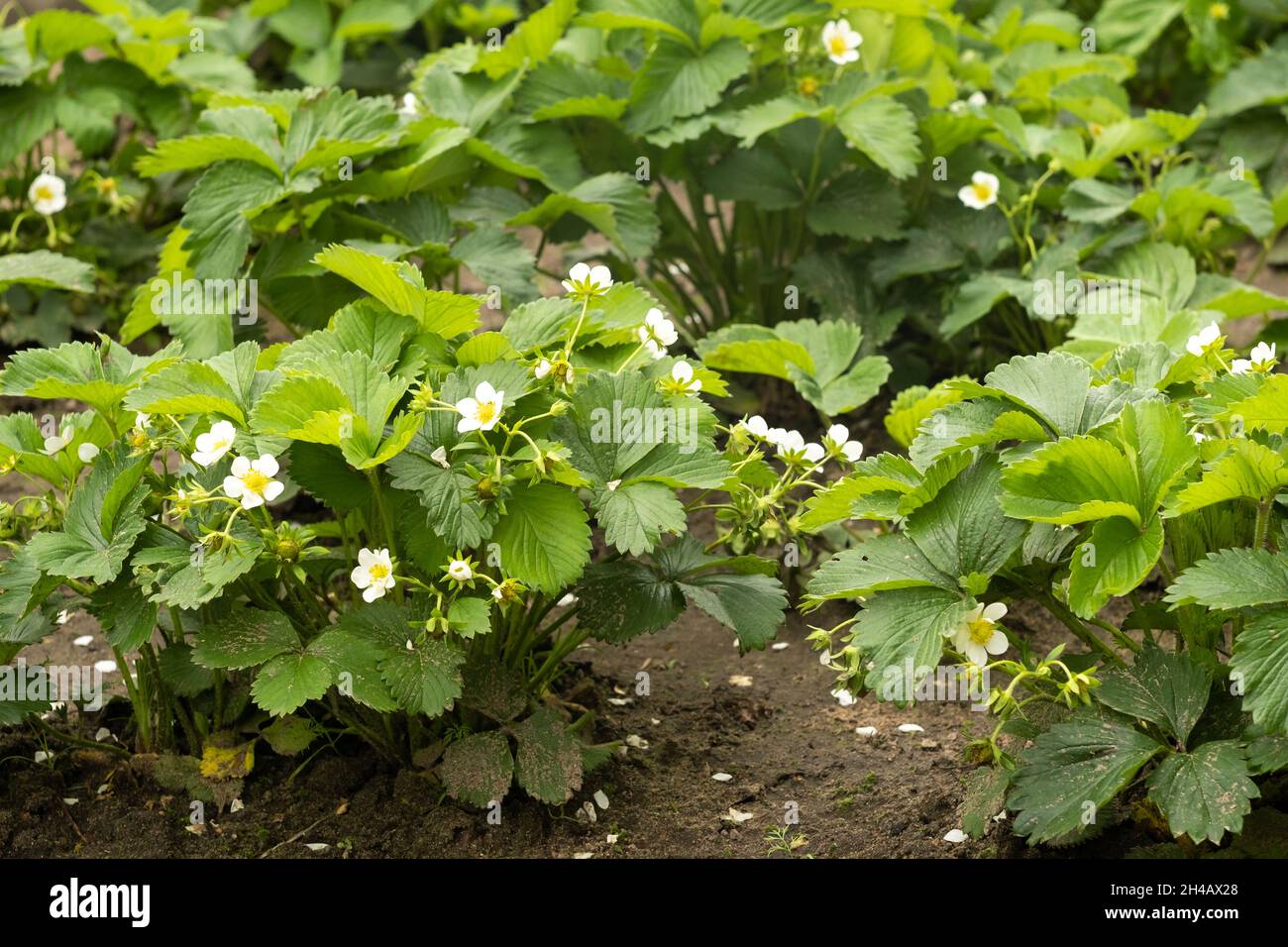Strawberry plant. Blossoming of strawberry. Wild stawberry bushes
