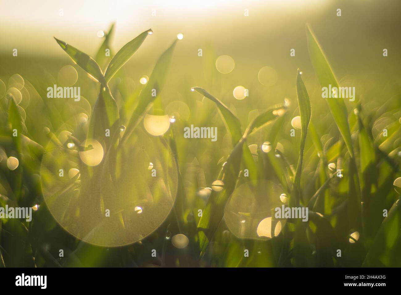A green field in the morning with counterlight and lots of bokeh Stock Photo