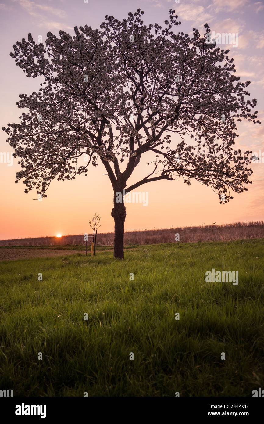 Tree with colorful Sky and a sunrise Stock Photo