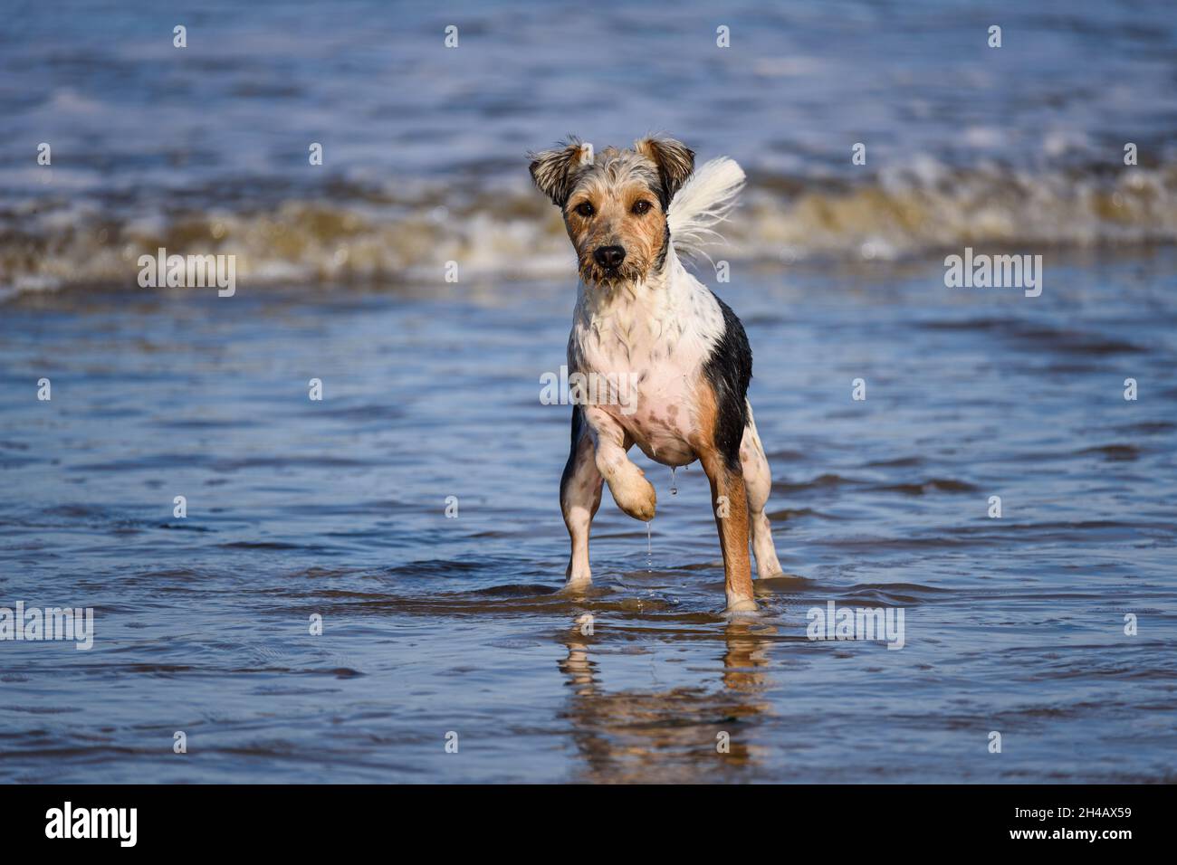 Parson Russell Terrier dog running and playing on a beach. Stock Photo