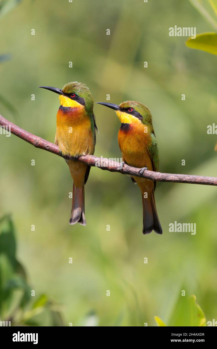 Group of bee eaters roosting hi-res stock photography and images - Alamy