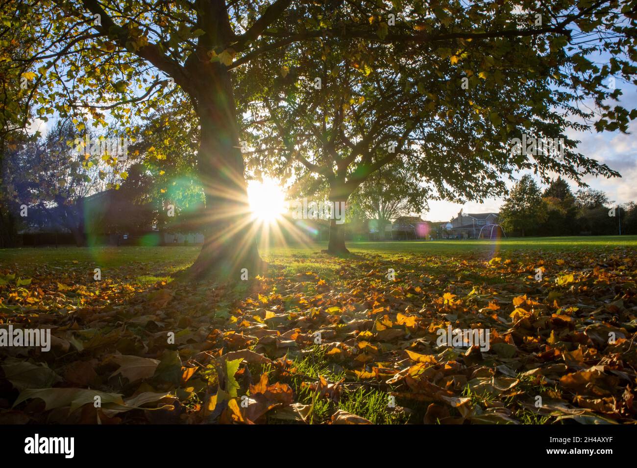 Burst of leaves hi res stock photography and images Alamy Burst of leaves hi res stock photography and images Alamy
