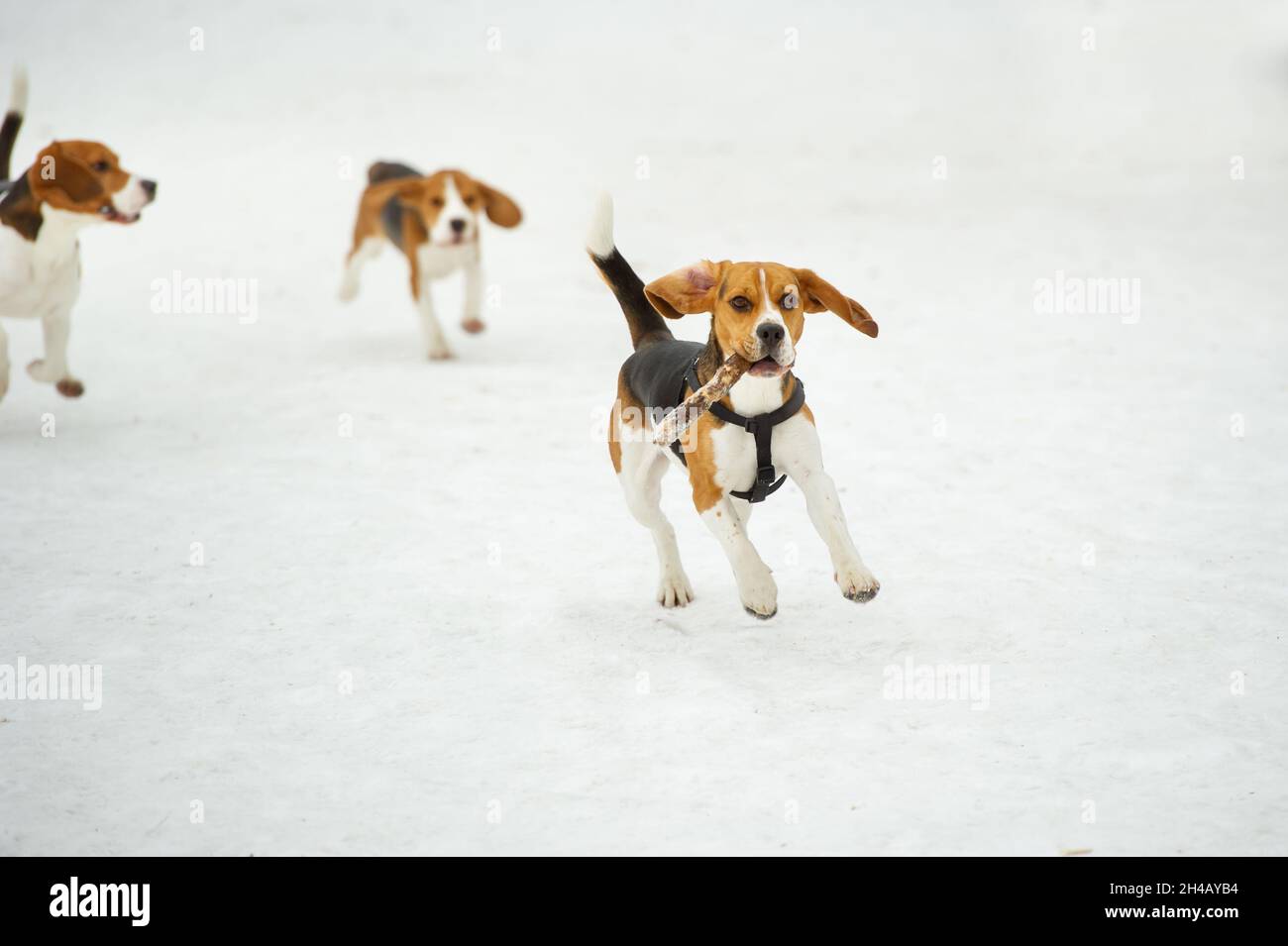 Dogs of the Beagle breed play in the snow in the winter outdoors Stock ...