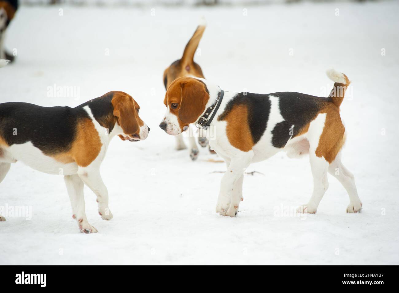 Dogs of the Beagle breed play in the snow in the winter outdoors Stock ...