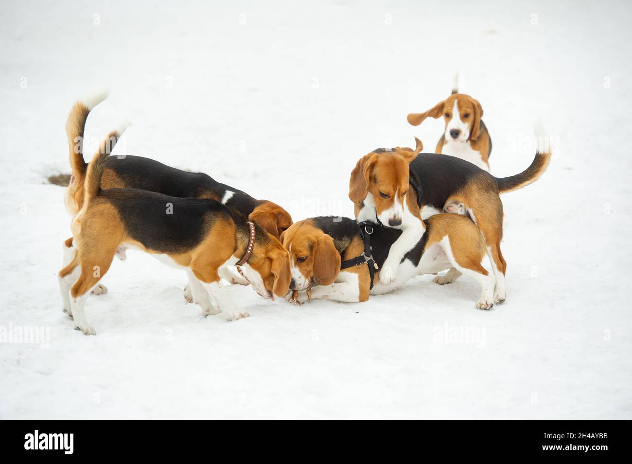 Dogs of the Beagle breed play in the snow in the winter outdoors Stock ...