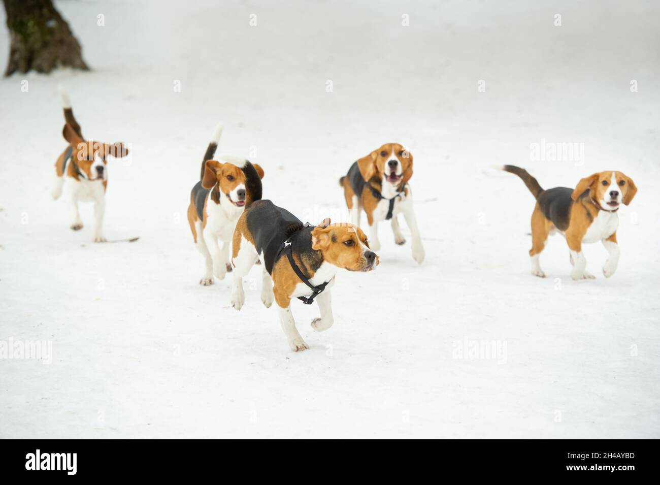 Dogs of the Beagle breed play in the snow in the winter outdoors Stock ...