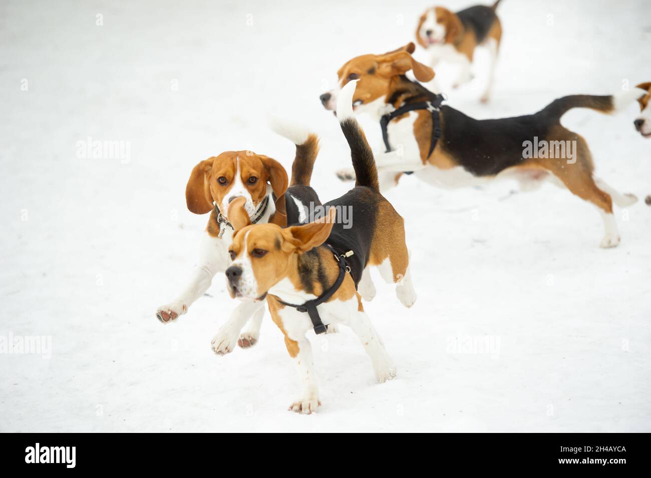 Dogs of the Beagle breed play in the snow in the winter outdoors Stock ...