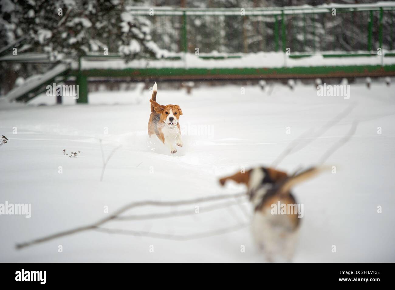Dogs of the Beagle breed play in the snow in the winter outdoors Stock ...