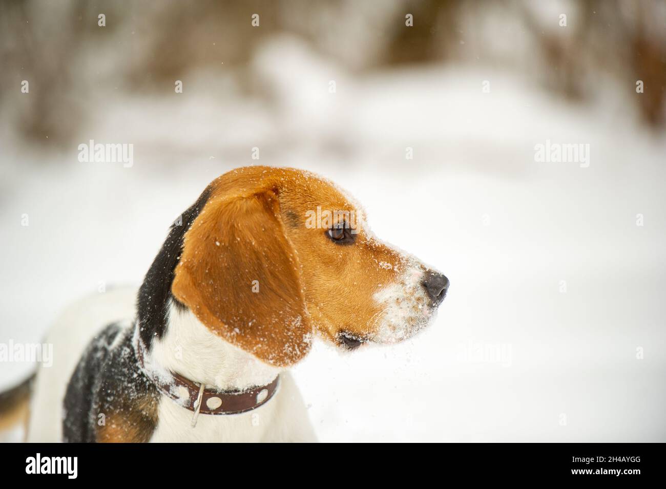 Dog breed Beagle in winter play in the snow outdoors Stock Photo - Alamy