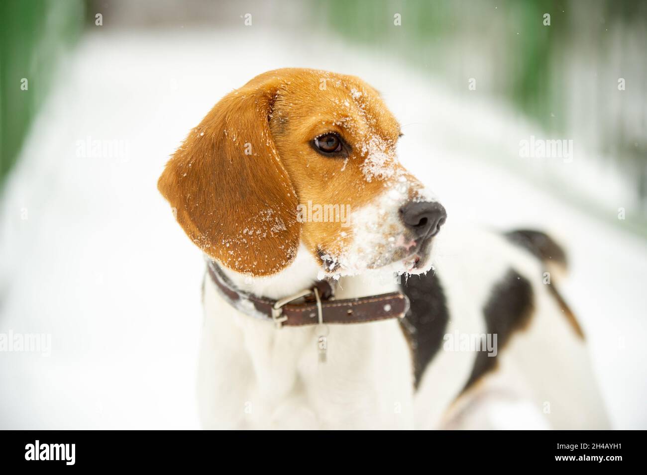 Dog breed Beagle in winter play in the snow outdoors Stock Photo - Alamy