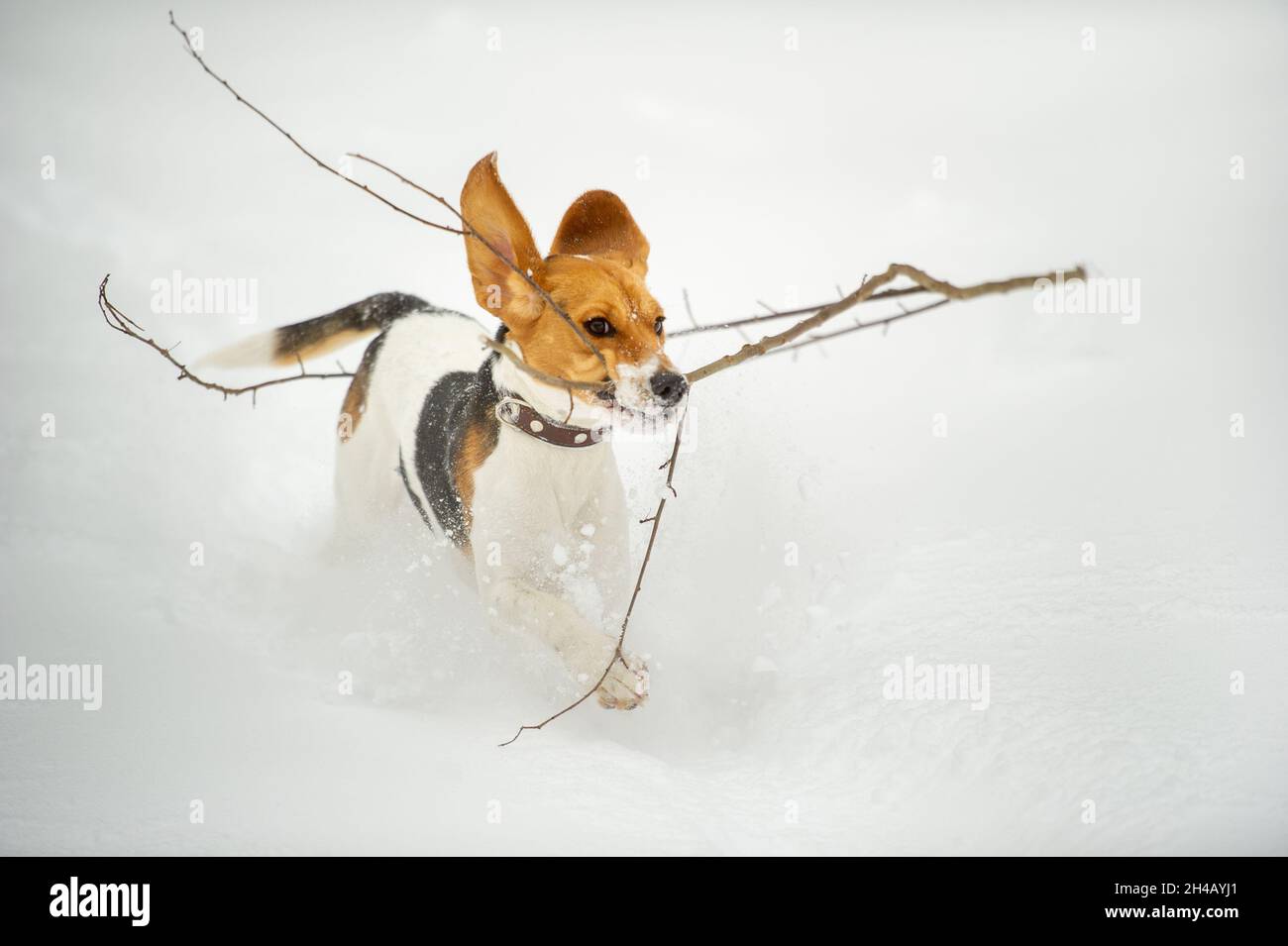 Dogs of the Beagle breed play in the snow in the winter outdoors Stock ...