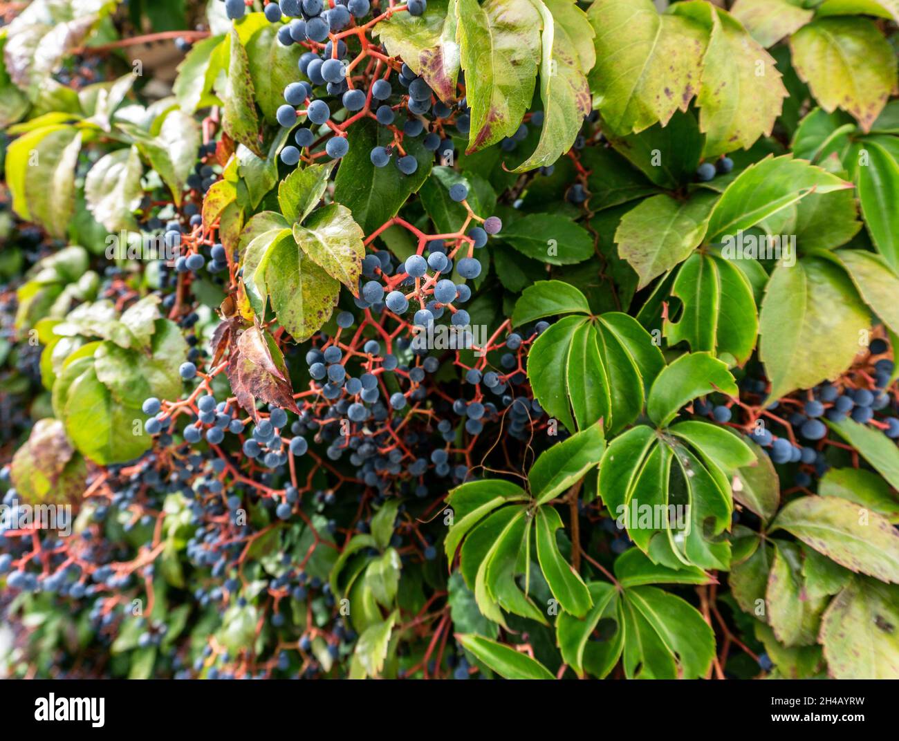 Virginia Creeper The Leaves And Bright Purple Berries Of Virginia Creeper Seen Here In Sicily 