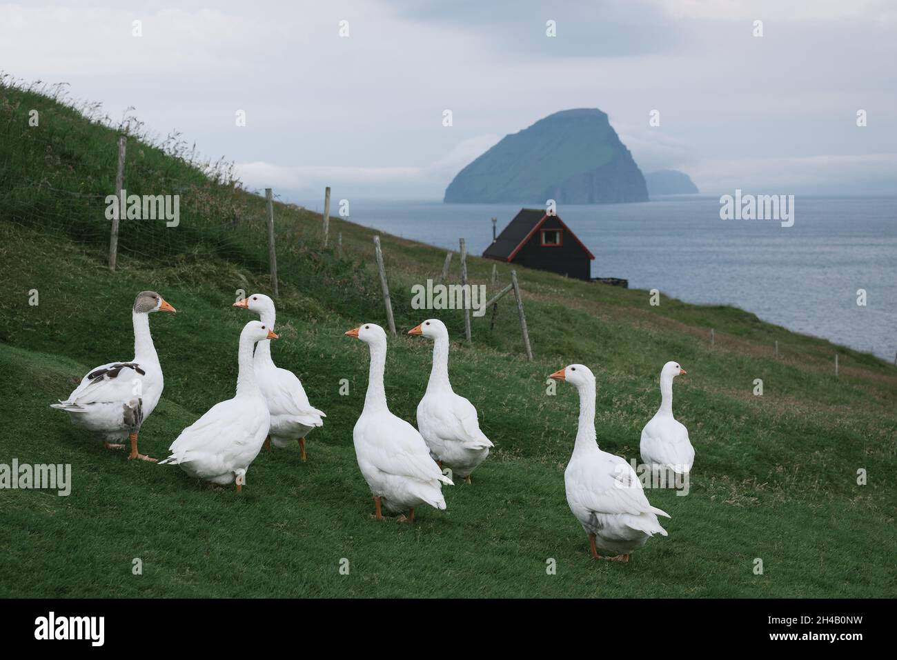 Geese on Vagar Island. Lonely house overlooking Koltur island, Faroe Islands Stock Photo